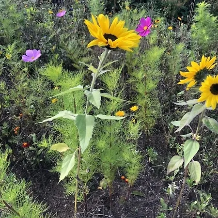 Appartement Meeresperle 1